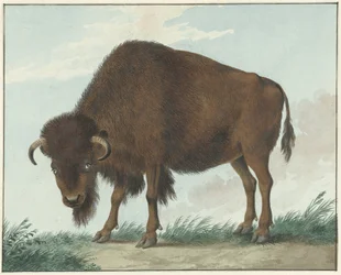 Bölény