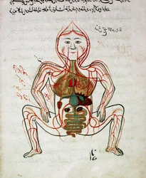 Arab orvoslás: „vérkeringés és emésztőrendszer”. Mansur ibn Ilyas (1390 körül) „Tashrih bi al-Taswir” (A test anatómiája) című anatómiai kéziratának miniatúrája, 17. század, Isztambul, egyetemi könyvtár