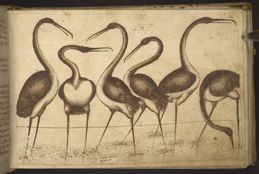 Hozzáadás. 82955, f.110 Madarak.   , a Historia Animaliumtól, (245 különböző állatfajtáról és mitikus lényről készült toll- és tusrajzból áll, mindegyikhez leírás tartozik.)    1595