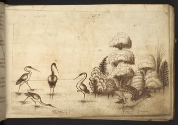 Hozzáadás. 82955, f.26 gázlómadarak (