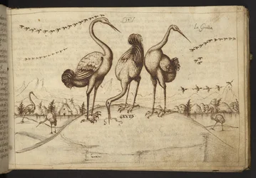 Hozzáadás. 82955, f.33 Daruk (