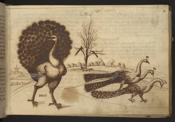 Add. 82955, f.53 Pávák („pavo”), a Historia Animalium című műből, amely különböző állatfajok és mitikus lények 245 toll- és tusrajzából áll, mindegyiket leírás kíséri, 1595