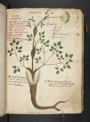 Adja hozzá az MS 41623 "A gyógynövény", Belluno (tinta és szín a pergamen)