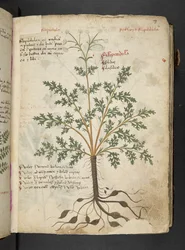 Adja hozzá az MS 41623 "A gyógynövény", Belluno (tinta és szín a pergamen)
