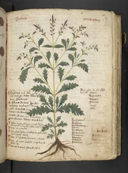 Adja hozzá az MS 41623 "A gyógynövény", Belluno (tinta és szín a pergamen)