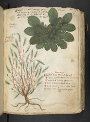 Adja hozzá az MS 41623 "A gyógynövény", Belluno (tinta és szín a pergamen)