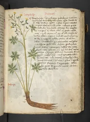 Adja hozzá az MS 41623 "A gyógynövény", Belluno (tinta és szín a pergamen)