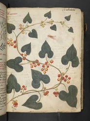 Adja hozzá az MS 41623 "A gyógynövény", Belluno (tinta és szín a pergamen)