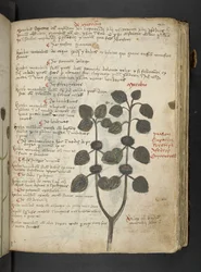 Adja hozzá az MS 41623 "A gyógynövény", Belluno (tinta és szín a pergamen)
