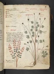 Adja hozzá az MS 41623 "A gyógynövény", Belluno (tinta és szín a pergamen)