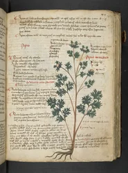 Adja hozzá az MS 41623 "A gyógynövény", Belluno (tinta és szín a pergamen)