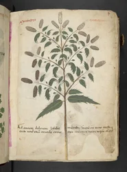 Adja hozzá az MS 41623 "A gyógynövény", Belluno (tinta és szín a pergamen)