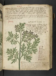 Adja hozzá az MS 41623 "A gyógynövény", Belluno (tinta és szín a pergamen)