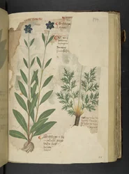 Adja hozzá az MS 41623 f.104r Sassifraga-t, az 
