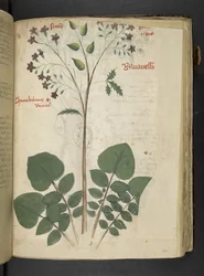 Adja hozzá az MS 41623 f.110r 