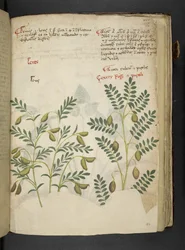 Adja hozzá az MS 41623 f.116r 