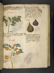 Adja hozzá az MS 41623 f.121r-t Gyümölcsfák és füge, az 