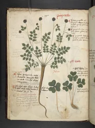Adjon hozzá MS 41623 f.14v A gyógynövényt, Belluno (tinta és színes pergamen)