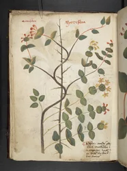 Adjon hozzá MS 41623 f.15v A gyógynövényt, Belluno (tinta és színes pergamen)
