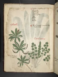 Adjon hozzá MS 41623 f.1v A gyógynövényt, Belluno (tinta és színes pergamen)