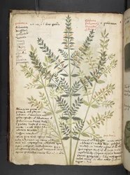 Adjon hozzá MS 41623 f.21v A gyógynövényt, Belluno (tinta és színes pergamen)
