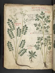 Adja hozzá az MS 41623 f.33v 