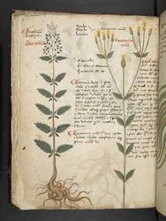 Adja hozzá az MS 41623 f.48v 