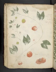 Adja hozzá az MS 41623 f.70v 