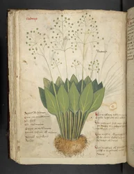Adja hozzá az MS 41623 f.85v 