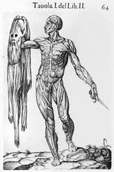 Anatómiai tanulmány, 64. tábla, illusztráció az Anatomia del corpo humanoból, Juan de Valverde (kb. 1525-kb. 1587) Róma, 1560