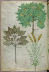 Botanikai illusztráció, 1440 körül (tinta és szín, pergamen)