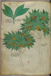 Botanikai illusztráció, 1440 körül (tinta és szín, pergamen)