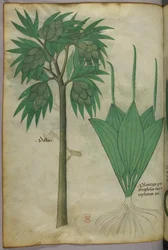 Botanikai illusztráció, 1440 körül (tinta és szín, pergamen)