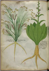 Botanikai illusztráció, 1440 körül (tinta és szín, pergamen)