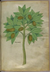 Botanikai illusztráció, 1440 körül (tinta és szín, pergamen)