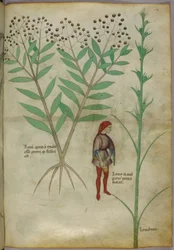 Botanikai illusztráció egy növényről és egy edénybe vizelő emberről, 1440 körül (tinta és színes papíron)