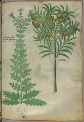 Dinnyefa botanikai illusztrációja, 1440 körül (tinta és szín, pergamen)