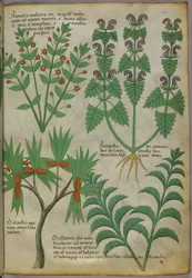Növények botanikai illusztrációja, 1440 körül (tinta és szín, pergamen)