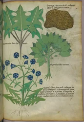 Botanikai illusztráció növényekről, köztük egy szivacsról, 1440 körül (tinta és szín, pergamen)