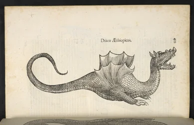 Etióp sárkány, „Kígyó és sárkány története második könyv”, Bologna, Ulisse Aldrovandi