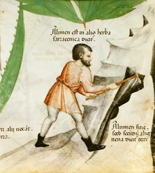 Timsó kitermelése, 1440 körül (színes litó)
