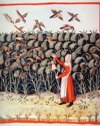 Fol.47 v Köles, illusztráció a Tacuinum Santiatis Codex Vindobonensisből