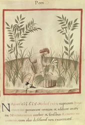 Ms 3054 f.22 Póréhagyma betakarítása, „Tacuinum Sanitatis” (vellum)