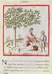 Ms 3054 fol.31 Gesztenye betakarítása és főzése, a „Tacuinum Sanitatis”-ból (vellum)