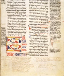 Ms. McClean 135, f.96r: részlet egy növényforma történetbe írt C kezdőbetűjéről a Gratians Decretumból, 12. század vége