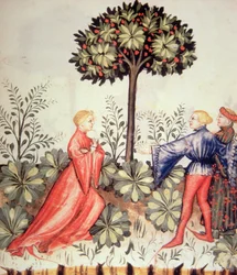 Nova 2644 fol.24r Betakarítás mustár, Tacuinum Sanitatis