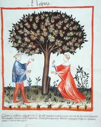 Nove 2644 fol.10v Gathering Walnuts, a Tacuinum Hygiene Code Vindobonensis-től (perganyosan)