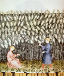 Nove 2644 fol.42v Búza betakarítása, a Tacuinum Sanitatis cégtől