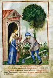 Olívaolaj, miniatűr a Tacuinum Sanitatisból, latin kiadás
