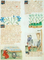 Oldal a Tractatus de Herbisből, Dioscorides Pedaniustól